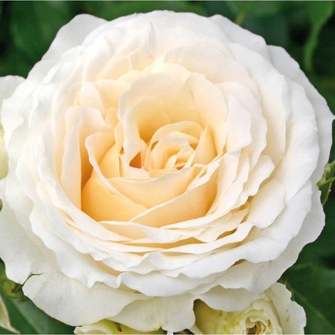 2 x Rosa  - Kordes Rose des fées - Rosa 'Kosmos'®