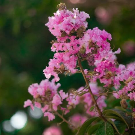 Lilas des Indes Rhapsody in Pink, Lagerstroemia/Pot de 15 L - 100/120 cm