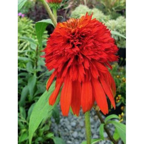 Rudbeckia pourpre 'Hot Papaya' Godet de 8/9 cm