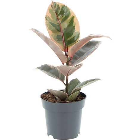 Ficus Robusta 'Belize' - Vaso da Coltura Ø 14 cm (1/4)