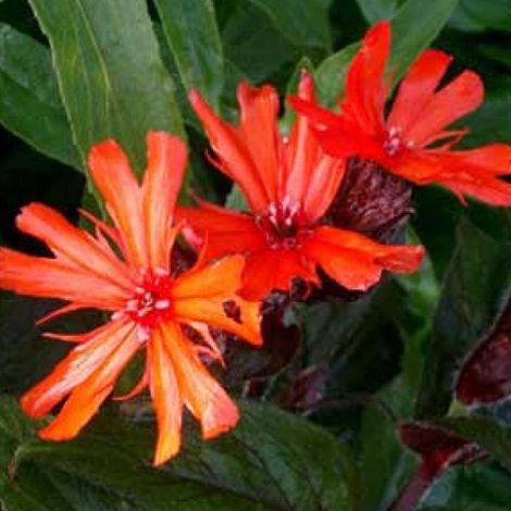 4 x Croix de Malte  - Lychnis arkwrightii 'Vesuvius'  - godet