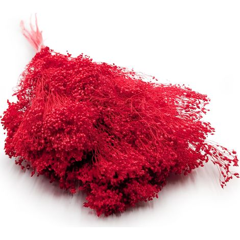 Fleurs de genêt séchées - Genêt - Rouge