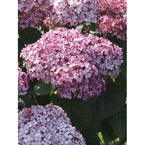Hortensia de Virginie 'Sweet Annabelle' Pot de 7,5L/10L (1/2)