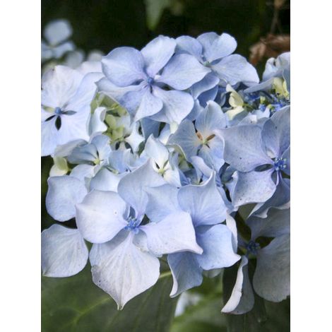 Hortensia 'Beauté Vendômoise' Pot de 2L/3L (1/2)