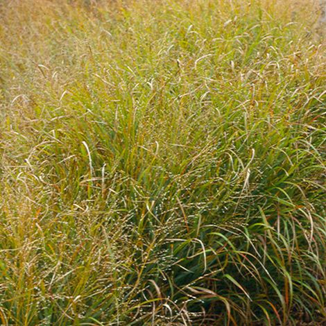 4 x Panic effilé  - Panicum virgatum 'Strictum'  - godet 9x9 cm