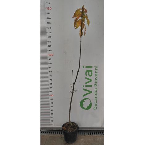 PIANTA DI EUONYMUS EUROPAEUS  IN VASO CM 18 (foto reali)