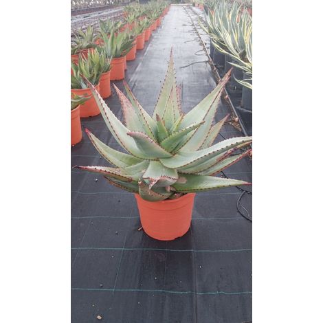 Aloe Ferox Féroce Pot 24 cm Succulente Arborescente en Rosette (1/5)