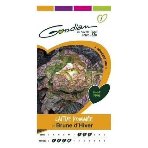 Gondian - Laitue Pommée Brune d'Hiver