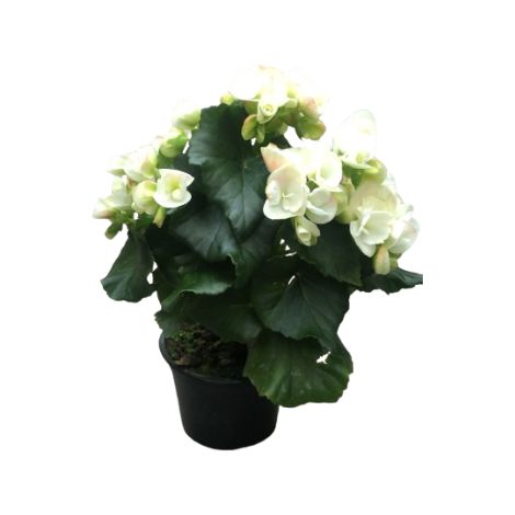 Begonia