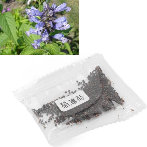 Graines de cataire 50 g, herbe à chat, camphre, menthe fraîche, petite menthe, menthe poivrée, anis, népéta, séné (1/5)