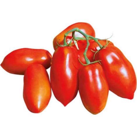 Semi di pomodoro "San Marzano nano" piante per orto e giardino coltivazione domestica e professionale