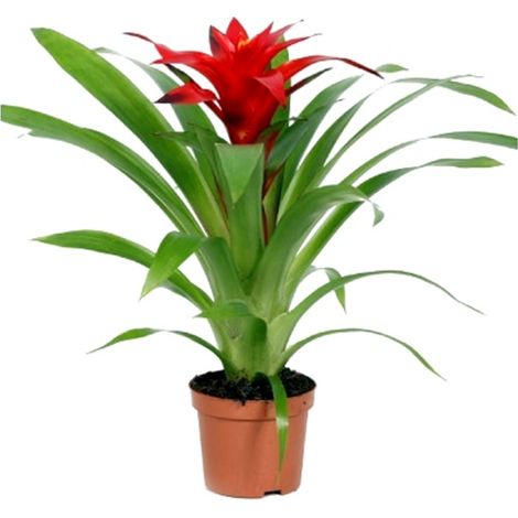 Planta Natural Guzmania Roja en Maceta de M9
