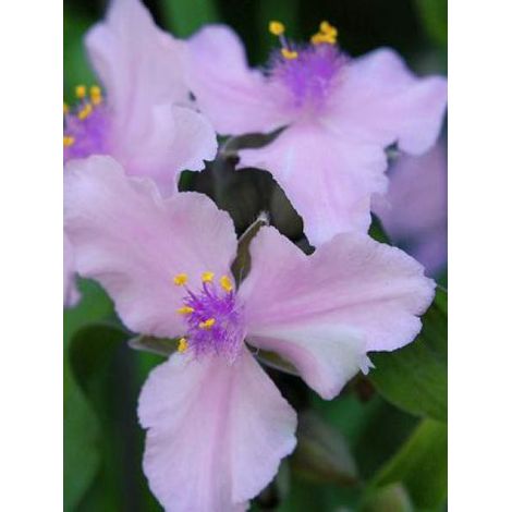 Ephémère de Virginie 'Perinne's Pink' Godet de 8/9 cm (1/2)