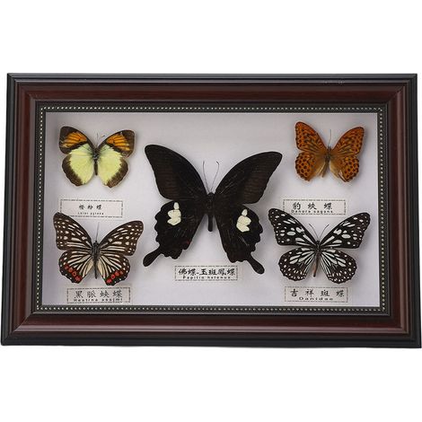 Spécimen d'insectes papillons exquis, artisanat, cadeau d'anniversaire, décoration de maison, ornement (cadre noir) (1/5)