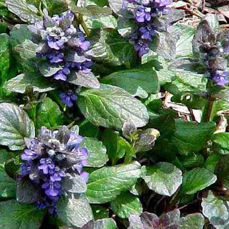4 x Bugle rampant - Ajuga reptans 'Catlin's Giant' - godet 9x9