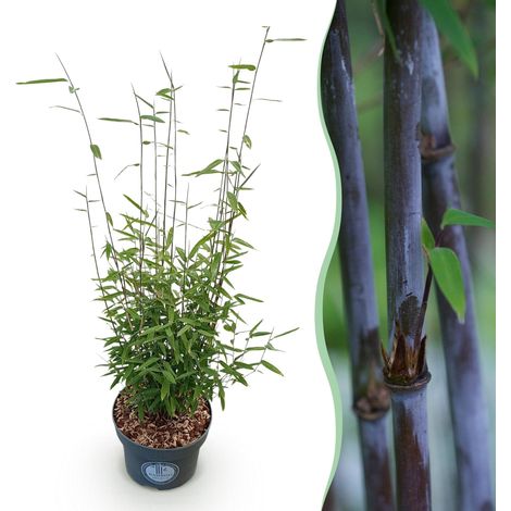 Bambou Non Traçant Fargesia nitida Black Dragon - Persistant - Hauteur 80 cm - Pot 23 cm - PANGIVO (1/5)