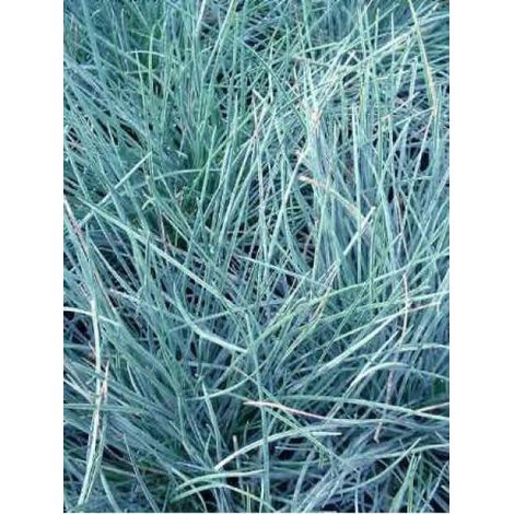 Fétuque bleue 'Elijha Blue' Godet de 8/9 cm (1/2)