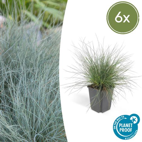 Lot de 6 Fétuques Bleues Festuca glauca Elijah Bleu Graminée Décorative Hauteur 10-25 cm Ø 9 cm - PANGIVO (1/5)