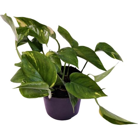 Scindapsus Aureum (Epipremnum) Plante Verte d'Intérieur Ø12 cm Hauteur 25 cm Lierre du Diable - PANGIVO (1/4)