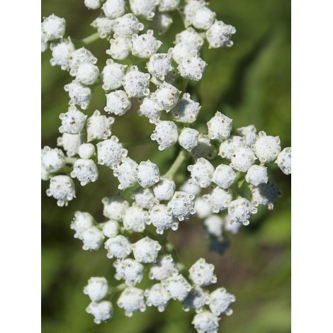 Quinine sauvage Godet de 8/9 cm