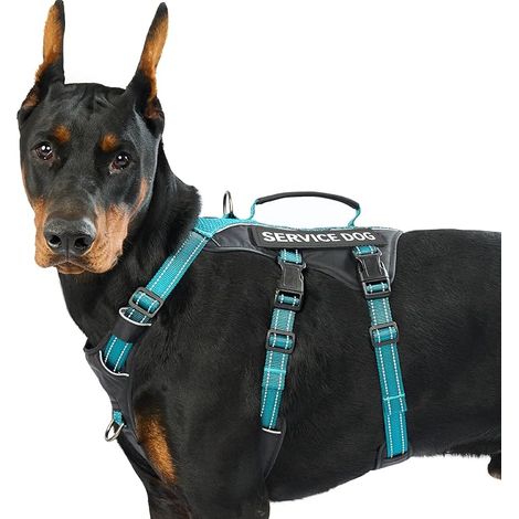 Harnais Chien avec 6 Écussons, Harnais Anti Traction pour Chien avec Poignée, Harnais Anti Fugue Chien, Réfléchissant et Réglable, pour Dressage et Promenade (Bleu Sarcelle,L) (1/5)