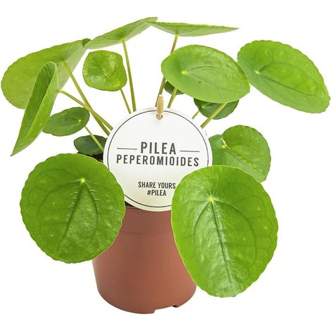 Pilea Peperomioides - Plante d'Aluminium d'Intérieur Purificatrice d'Air - Ø13 cm - H 20 cm - PANGIVO (1/5)