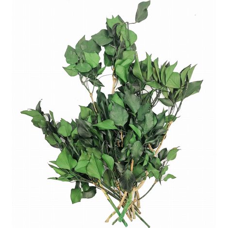 Edera stabilizzata - Verde (1/4)