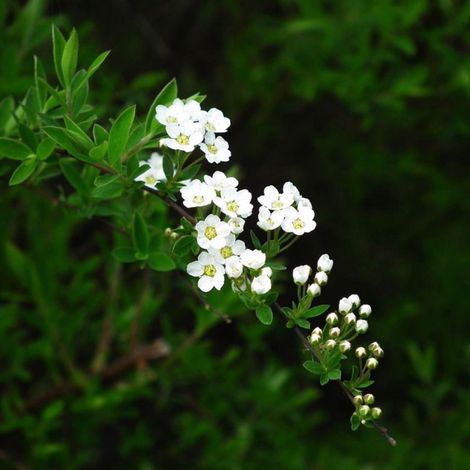 Spirée de Van Houtte (Spiraea x vanHouttei) (1/3)