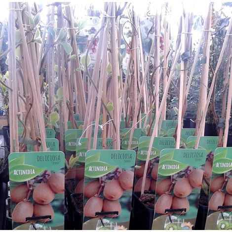 1 Planta de Frutal KIWI Autofertil Deliciosa Jenny. Altura �rbol 30 - 40 Cm