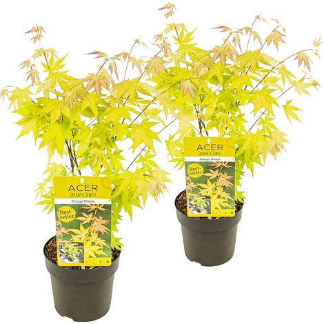 Bloomique - Lot de 2 - Acer palmatum 'Orange Dream' - Érable du Japon - Feuillage orange - Résistant au froid - 40-50 cm de Haut - Pot 15 cm