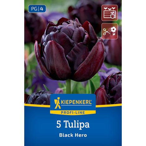 Kiepenkerl Herbstblumenzwiebel Tulpen Black Hero 5 Stück (1/2)
