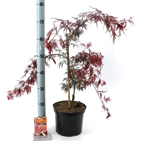 Acero rosso giapponese "Acer palmatum dissectum Inaba Shidare" pianta in vaso ø26 cm (1/5)