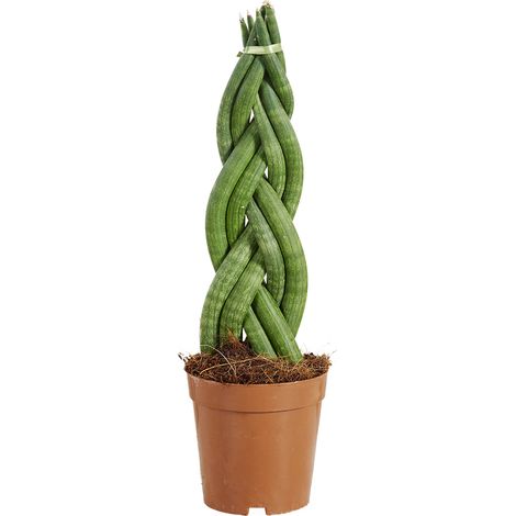 Bloomique - Sansevieria Twister - Langue de belle-mère - Plante d'intérieur - Facile d'entretien - Hauteur 30-40 cm - Pot 12 cm