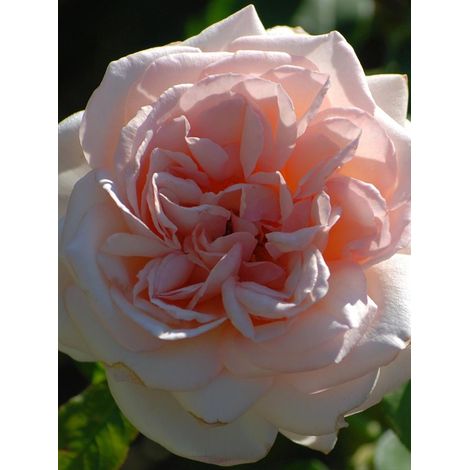 Rosier Thé moderne 'Prince Jardinier'® Pot de 4L/5L