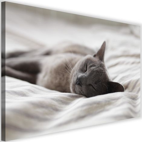 Tableau sur toile Chat Animaux Gris 90x60 (1/5)