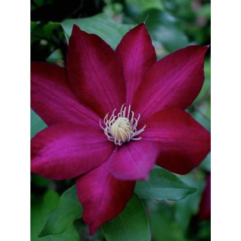 Clématite 'Vostock' Pot de 1,5L/2L