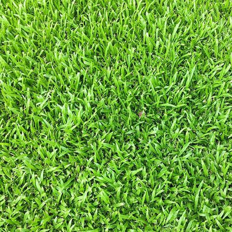 Semi di Gramigna piante per orto e giardino coltivazione domestica e professionale kg 0.5