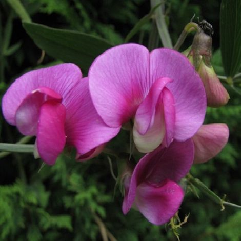 4 x Pois vivace  - Lathyrus latifolius 'Red Pearl'  - godet 9x9