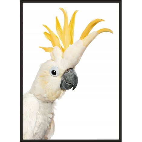 POSTER FOTOGRAFICO IN CORNICE 53x73 cm Cacatua P1002