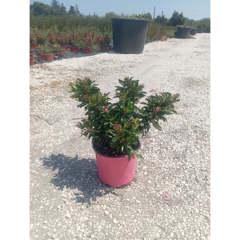 Escallonia Rubra Macrantha Pot 18 cm Plante de Haie Persistante (1/5)