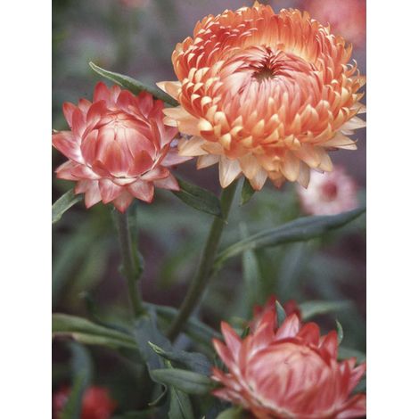 Immortelle à bractées 'Double Saumon' le sachet de 500 graines (0,4g) (1/2)