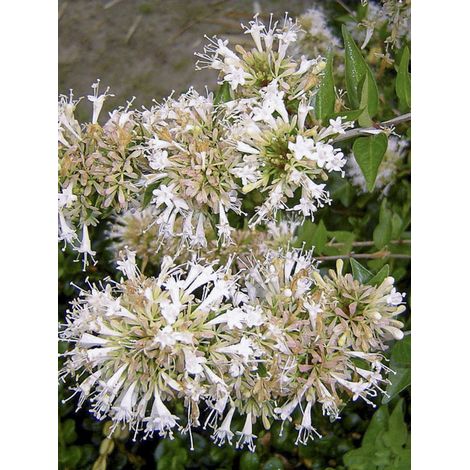 Abélia 'White Surprise' Godet de 8/9 cm (1/2)