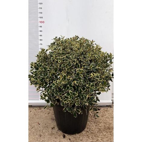 PIANTA DI AGRIFOGLIO ILEX AQUIFOLIUM ARGENTEOMARGINATA PALLA VASO  CLT 30