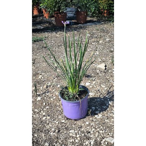 Ail de Société Tulbaghia Violacea Pot 18 cm Vivace Rhizomateuse (1/4)