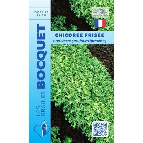 Chicorée frisée endivette toujours blanche - 4g