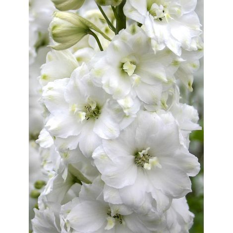 Pied d'Alouette elatum 'Double Innocence' Godet de 8/9 cm (1/2)
