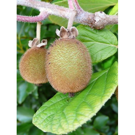 Kiwi 'Hayward' Pot de 1,5L/2L