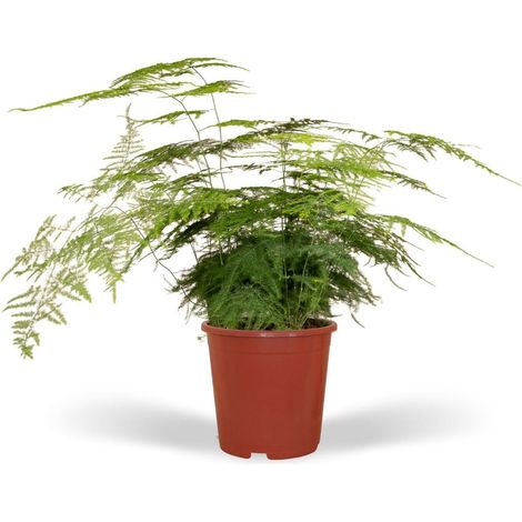 Asparagus Plumosus Plante d’Intérieur Feuillage Vert Décoratif Pot 17 cm Hauteur 45 cm - PANGIVO (1/5)