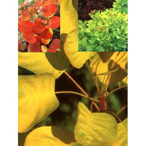 Arbre à perruque 'Golden Spirit®' Pot de 2L/3L