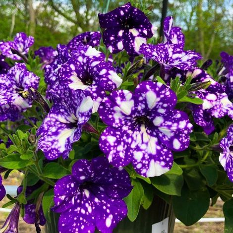 500 graines de pétunia Night Sky , semis toute l'année, volubilis rampant, pour l'intérieur et l'extérieur, idéal pour le jardin